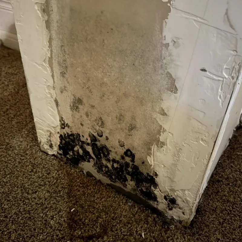 Professional Mold Removal in Livingston County, MI